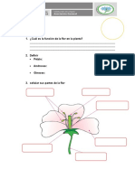 Examen de Flores