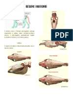 Resumo Anatomia Prática