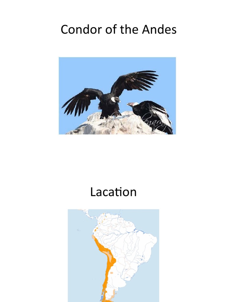 Condor of The Andes | PDF