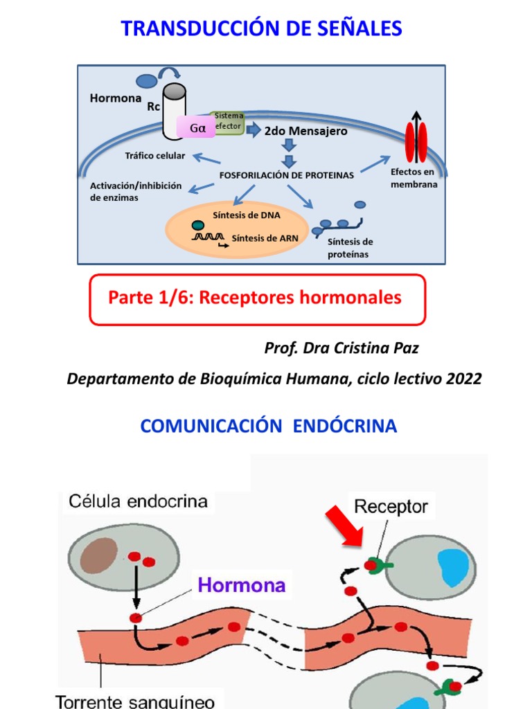 Teórico - Transducción de Señales - Presentación - 2022 | PDF ...