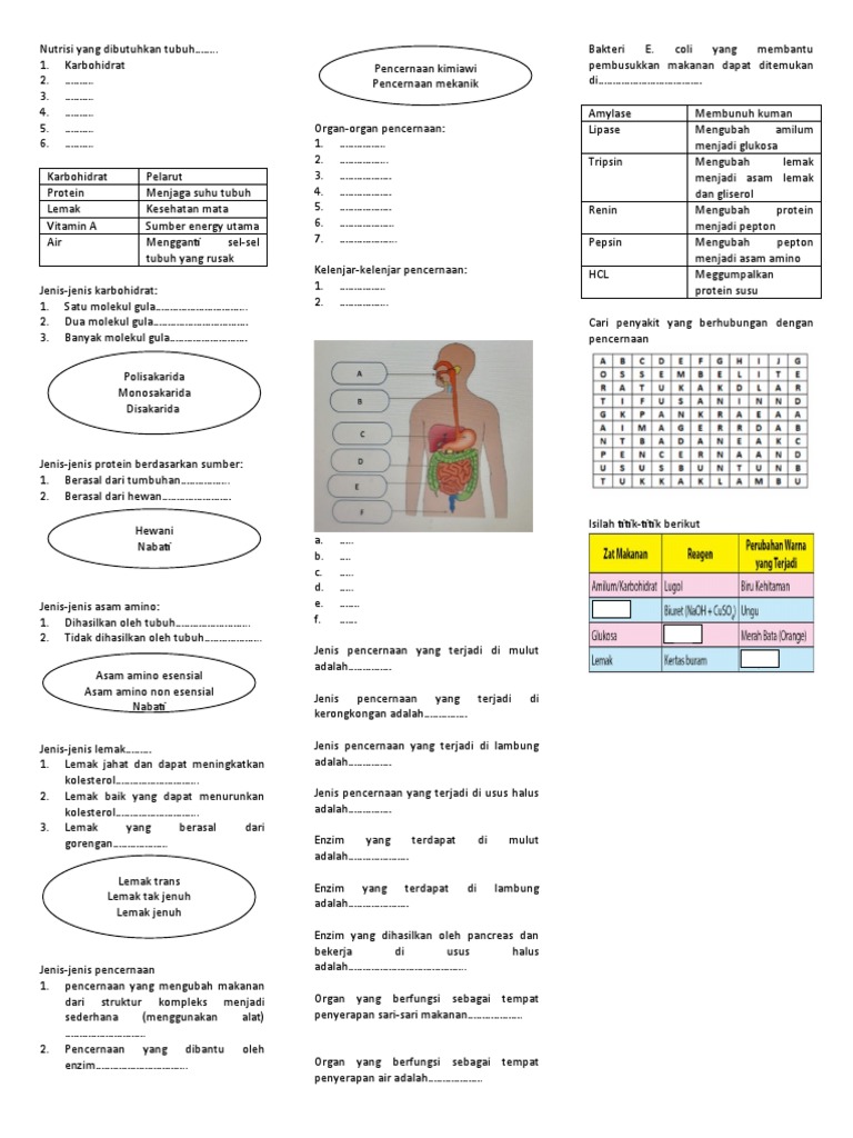 Sistem Pencernaan | PDF