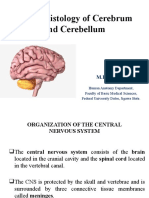 Neurohist of Cerebrum and Cerebellum