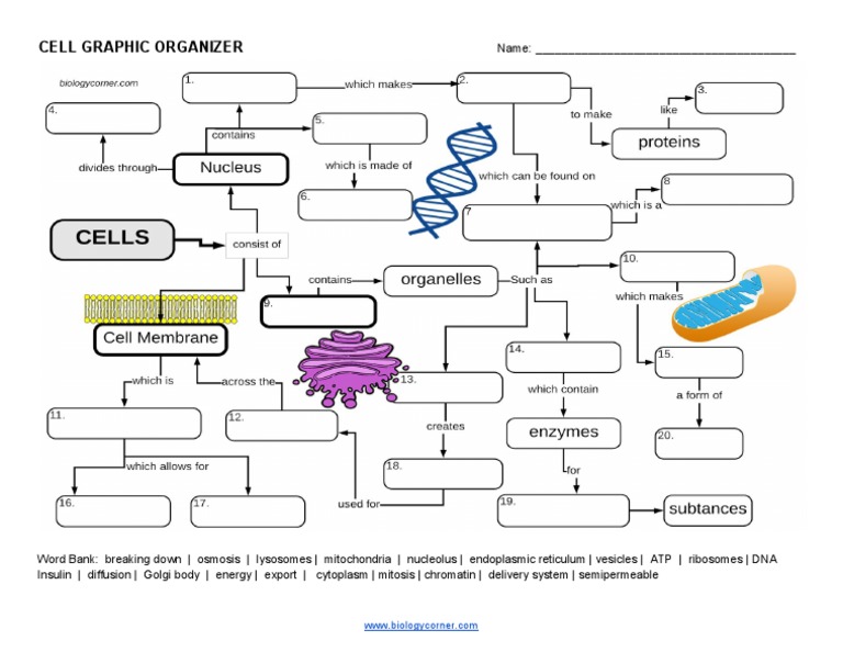 Cell Graphic Organizer | PDF | Science & Mathematics | Computers