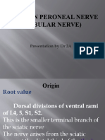Peroneal Nerve
