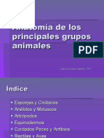 Anatomia de Los Principales Grupos Animales1
