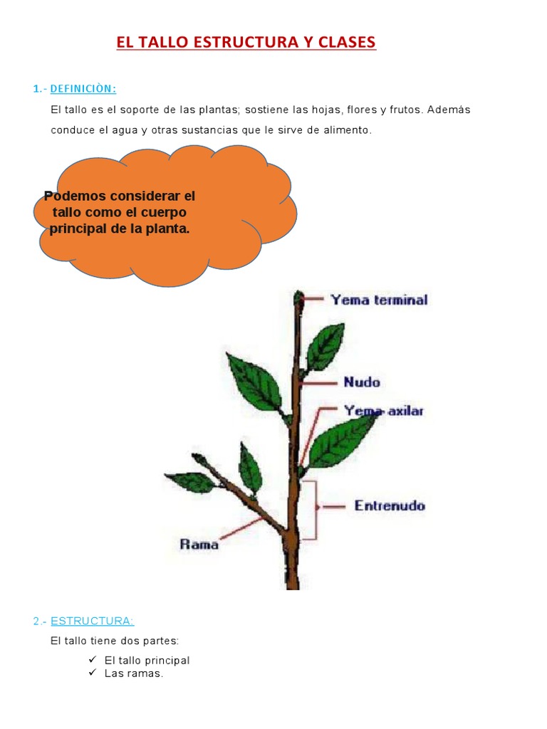 El Tallo Estructura y Clases | PDF | Tallo de la planta | Plantas