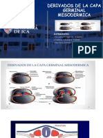 Derivados de La Capa Mesodermica (3) Power Point 3