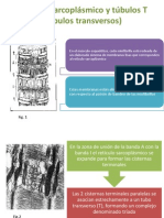 Retículo Sarcoplásmico y túbulos T (túbulos transversos