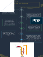 Infografía Riñones