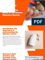 Study of The Human Digestive System