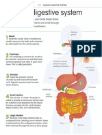 Digestive System