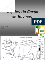 Regiões Corpo Bovinos