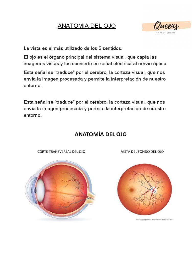 Anatomía del Ojo y su Función Visual | PDF | Ojo humano | Ojo