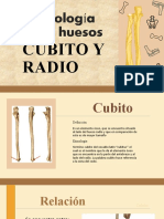 Osteología de Los Huesos Cubito y Radio