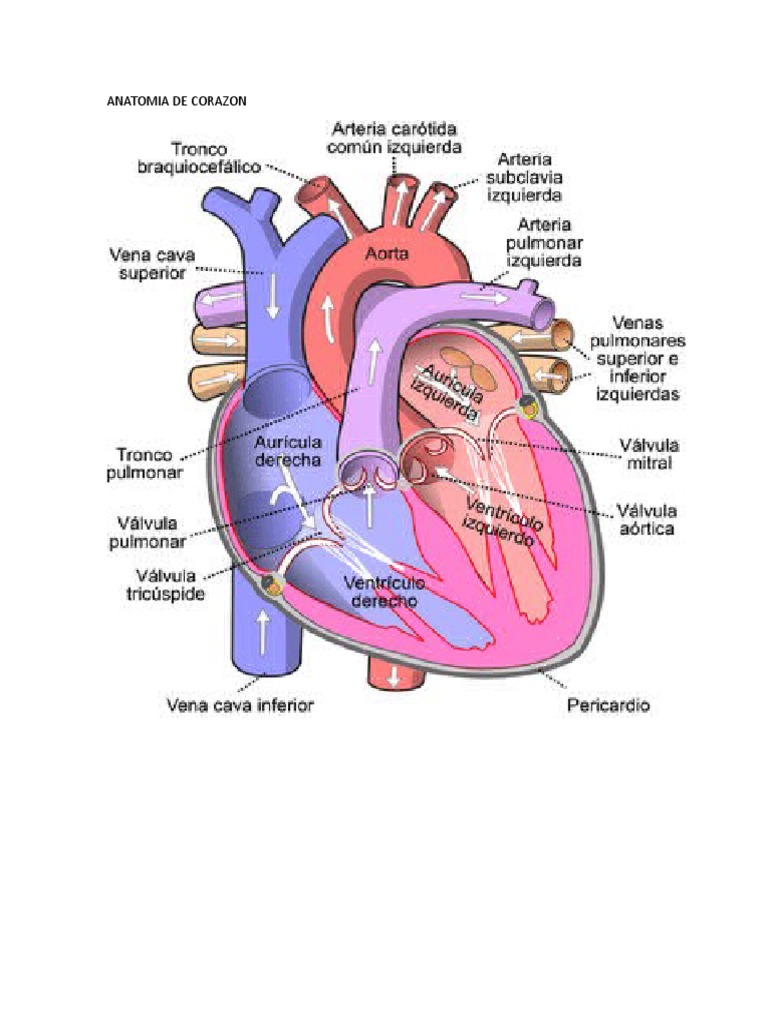 anatomia-de-corazon-pdf