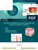 1.3 Conceptos Basicos de Piel y Anexos