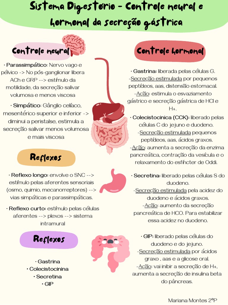 Mapa Mental do Sistema Digestório | PDF | Gastroenterologia | Sistema ...