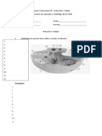 Informe Estructura Celular (1) 2