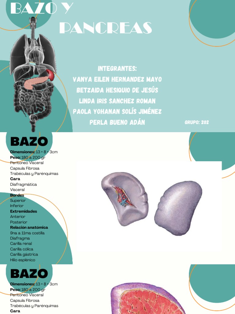 Anatomía del Bazo y Páncreas | PDF | Páncreas | Bazo