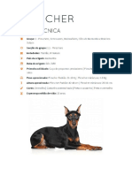 PINSCHER