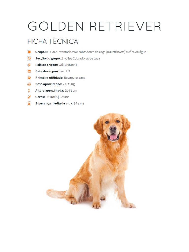 Golden Retriever | PDF | Golden Retriever | Cães
