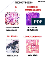 Pathology Bodies