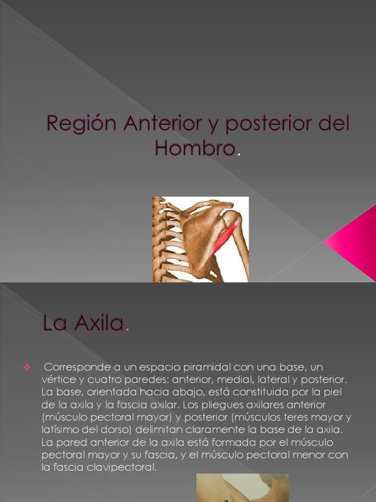 Region Anterior y Posterior Del Hombro PDF Tejido suave Sistema