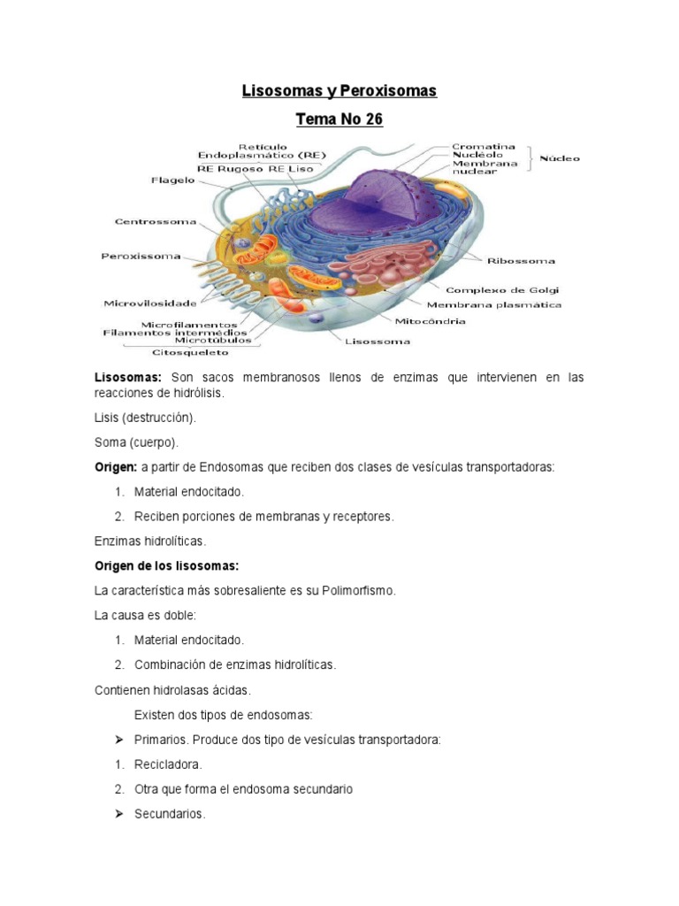Lisosomas y Peroxisomas: Funciones y Patologías | PDF | Lisosoma ...