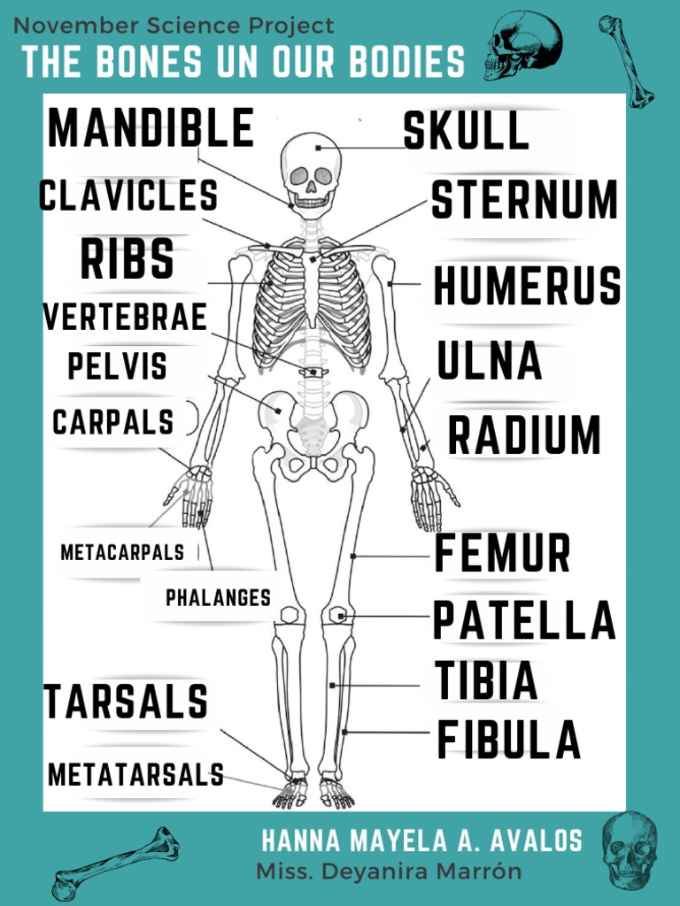 Huesos principales del esqueleto humano en inglés | PDF