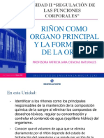 Unidad Ii Riñon Como Organo Principal y La Formación de La Orina