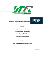 Morfología Macro y Microscópica (Tinción de Gram)