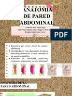 Anatomia Paerd Abdominal