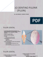 Complejo Dentino Pulpar Pulpa