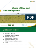 230317-4-Weeds of Rice and Their Management - DKMDonayre