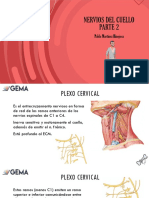 Nervios Del Cuello Parte 2