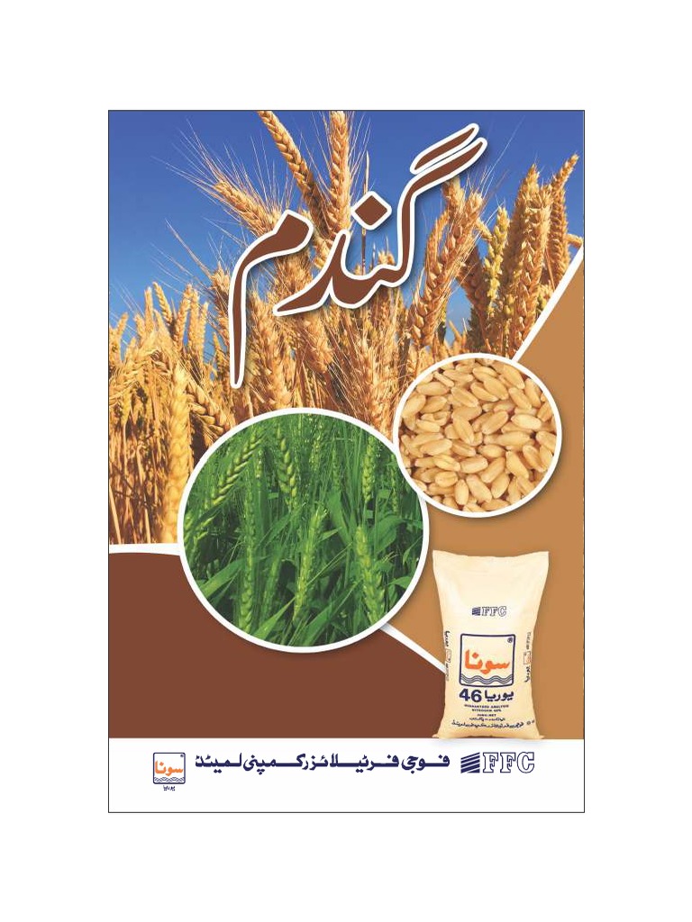 WheatCultivation in urdu PDF