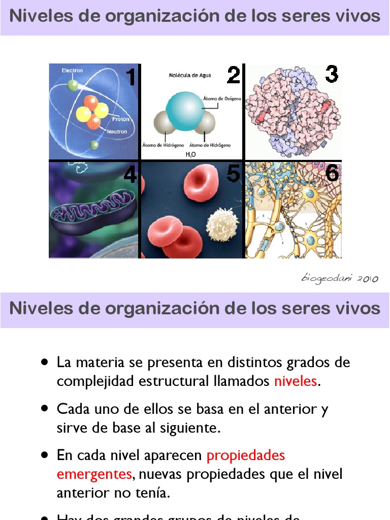 Niveles de organización de los seres vivos