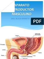 Aparato Reproductor Masculino