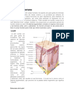 Sistema Tegumentario 2