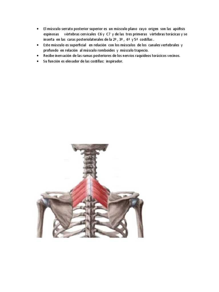 El músculo serrato posterior superior es un músculo plano cuyo origen