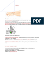 La Articulación Radiocarpiana