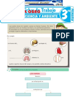 El Sistema Oseo para Tercer Grado de Primaria