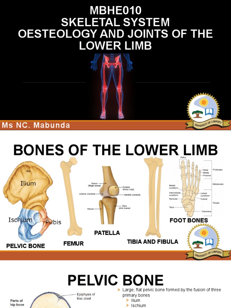 MBHE010 - Osteology and Joints of The Lower Limb | PDF