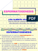 E Spermatogenesis