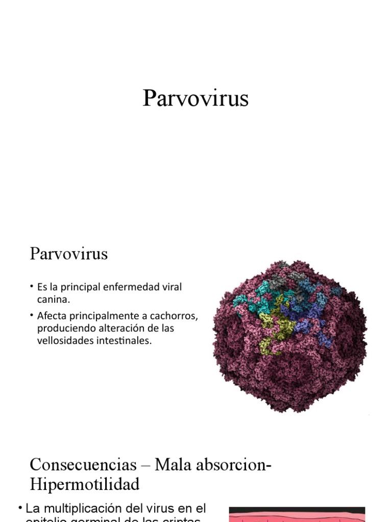 Parvo Virus | PDF