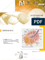 Anatomia de Ovario