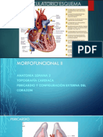Diapositivas - Anatomia Semana II