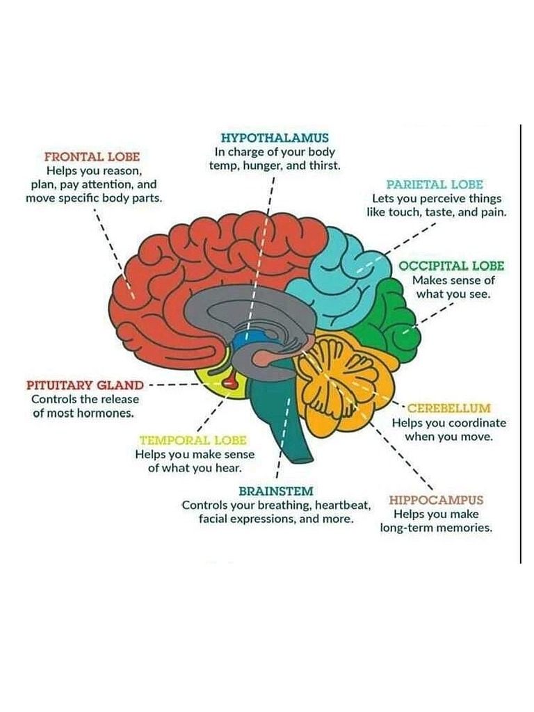 Brain | PDF