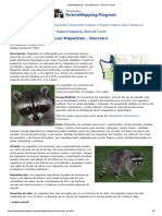 NatureMapping - Los Mapaches - Raccoon Facts