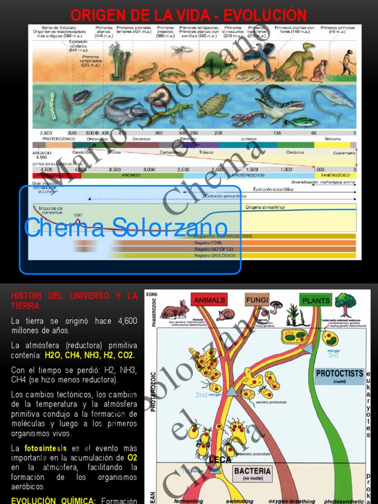 16. Origen de La Vida - Evolución | PDF | Evolución | Seleccion natural